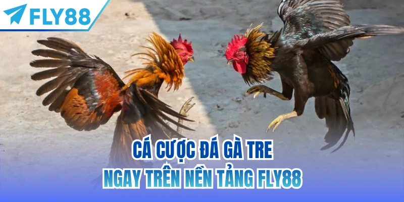 Cá cược đá gà tre ngay trên nền tảng FLY88