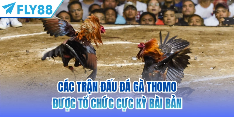 Các trận đấu đá gà Thomo được tổ chức cực kỳ bài bản
