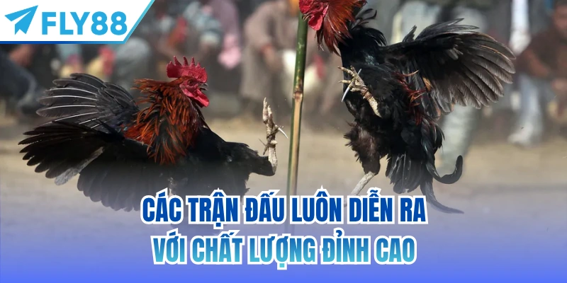 Các trận đấu luôn diễn ra với chất lượng đỉnh cao