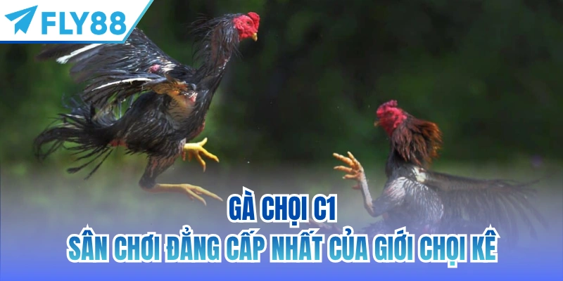 Gà chọi C1 - sân chơi đẳng cấp nhất của giới chọi kê