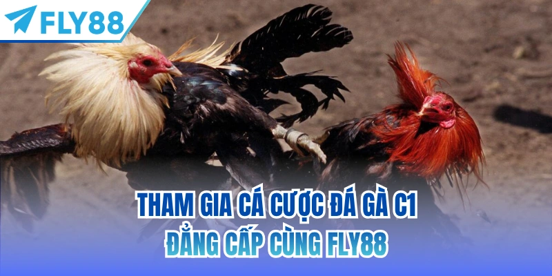 Tham gia cá cược đá gà C1 đẳng cấp cùng FLY88